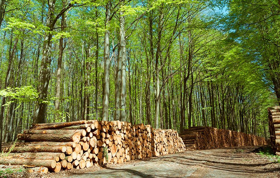 eiffage-energia-biomasa-incendios-forestales