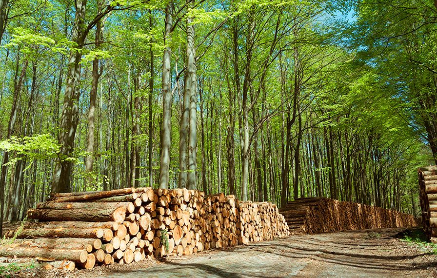 Biomass-forest-fire-Eiffage-Energia